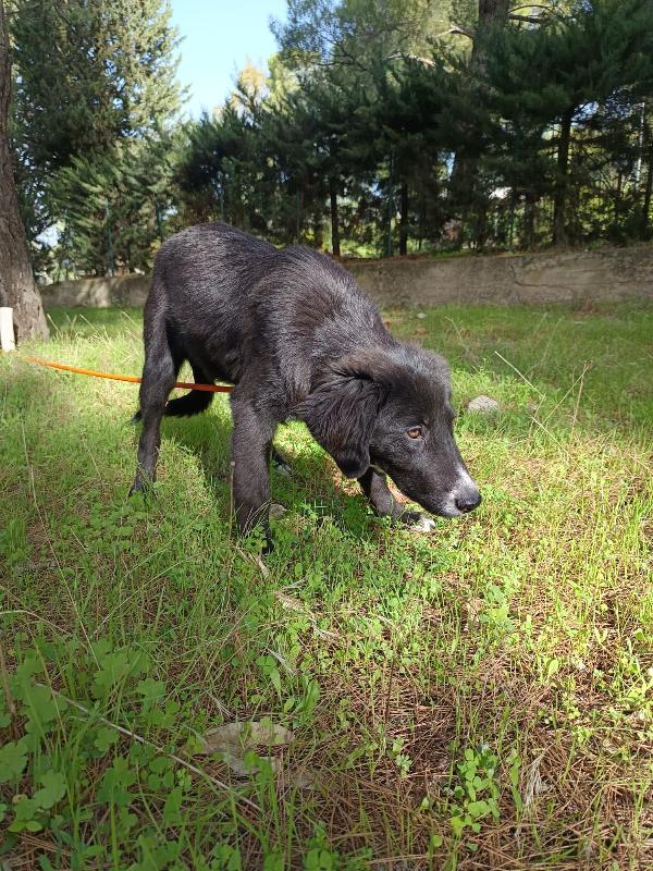 Cucciola da sogno taglia media Foto 2
